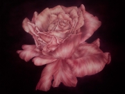 Rose-Oil-4x3